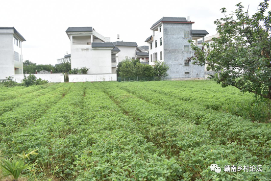 梓山万亩富硒蔬菜基地