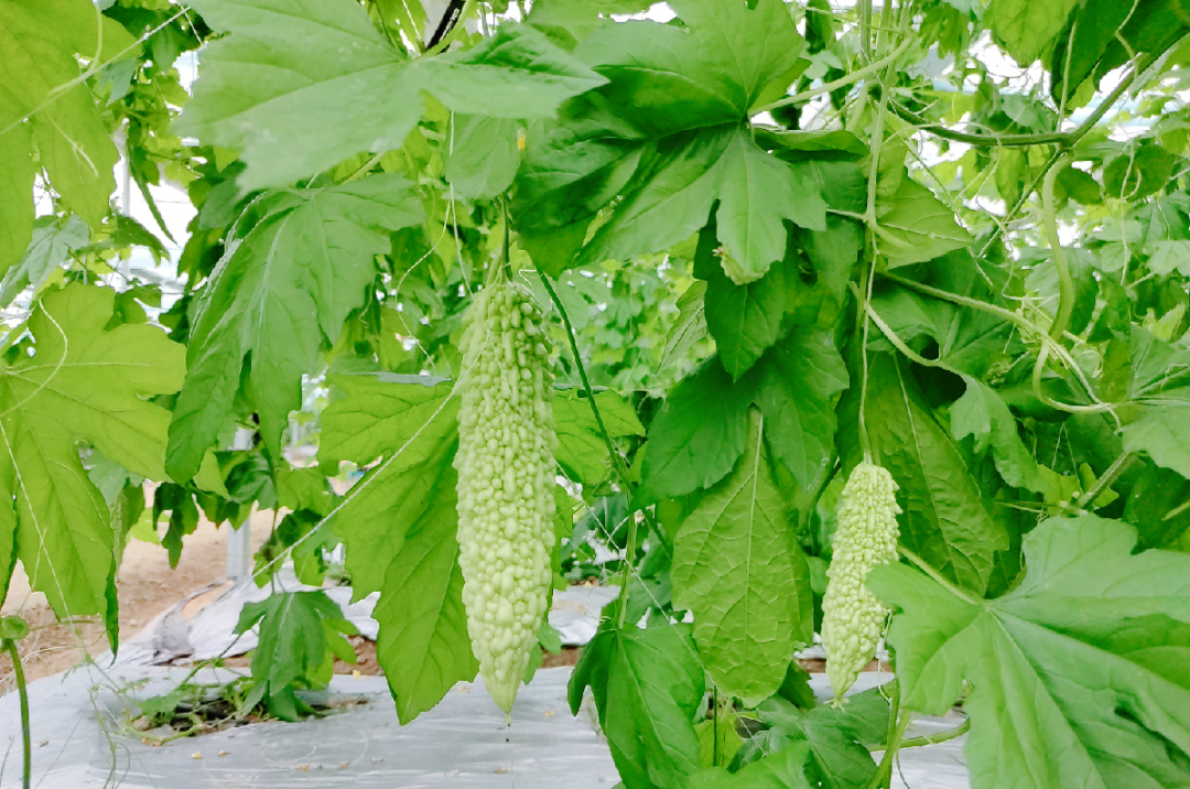 于都潭头富硒蔬菜市场