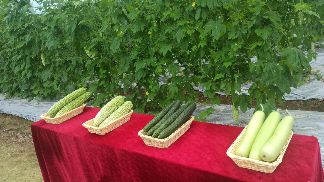 于都潭头富硒蔬菜市场