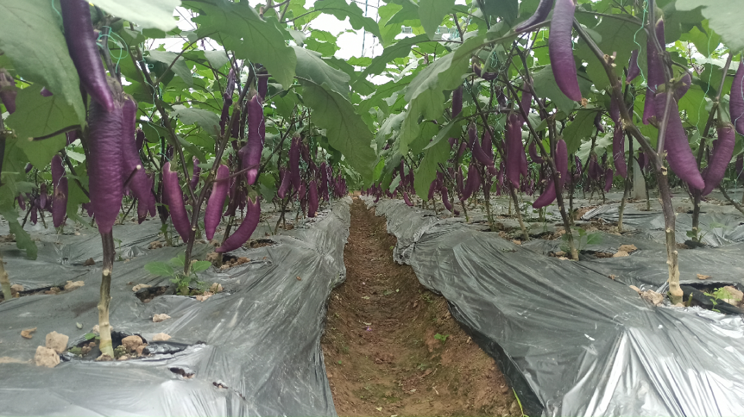 于都潭头富硒蔬菜市场