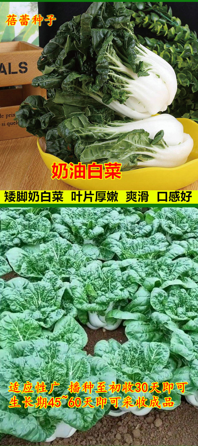 如何种出富硒蔬菜种子