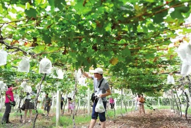 富硒水果   采摘节