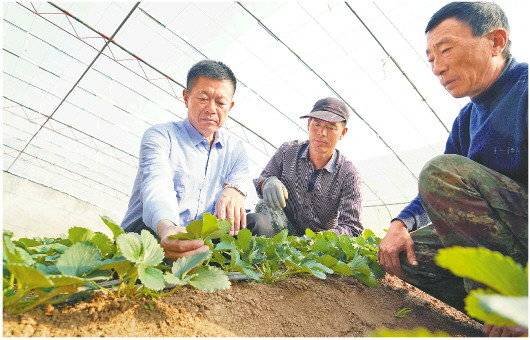 淄博富硒水果种植基地