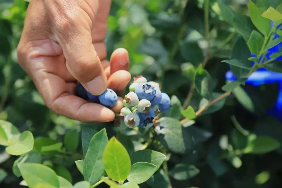 什么水果属于富硒果子