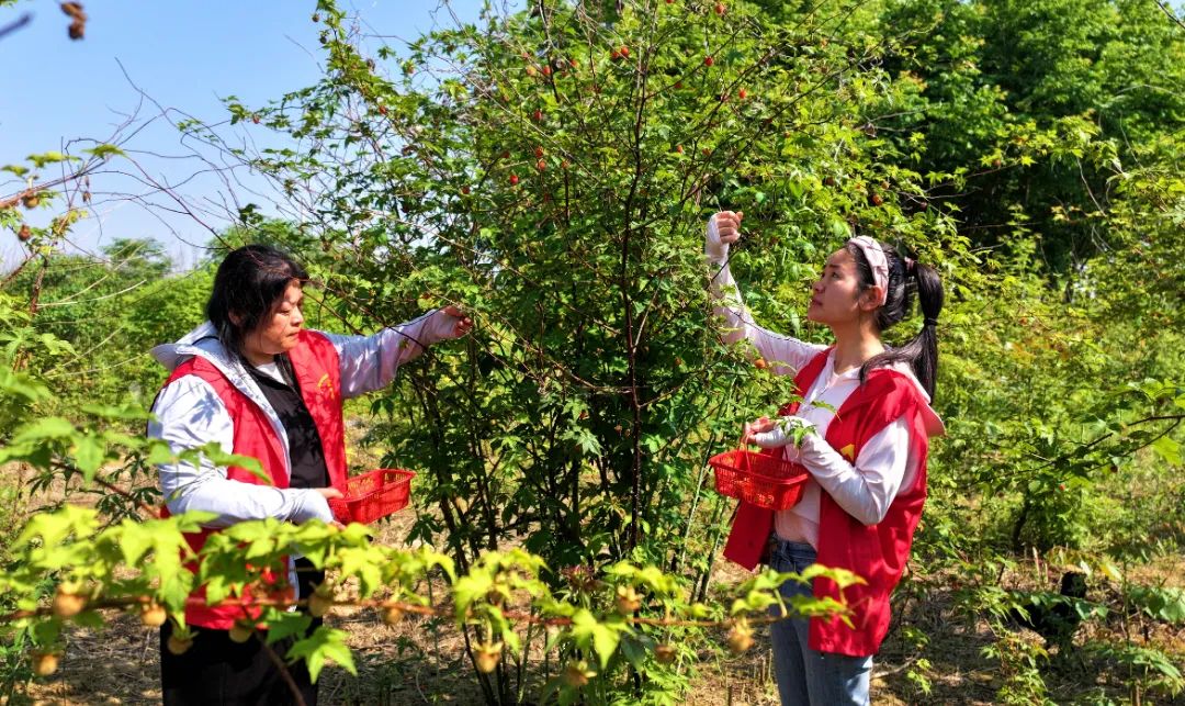 什么水果属于富硒果子