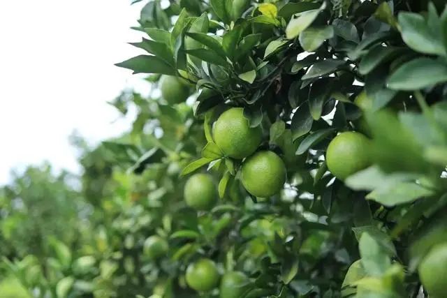 遂宁富硒水果种植基地