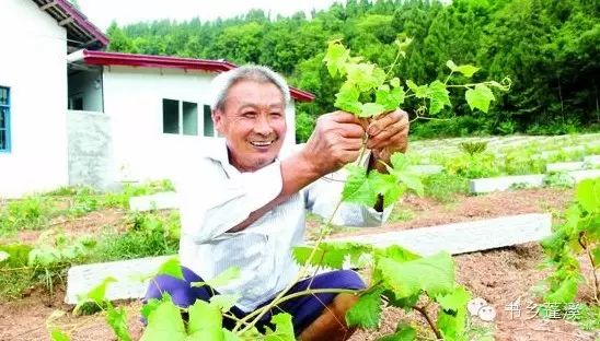 遂宁富硒水果种植基地