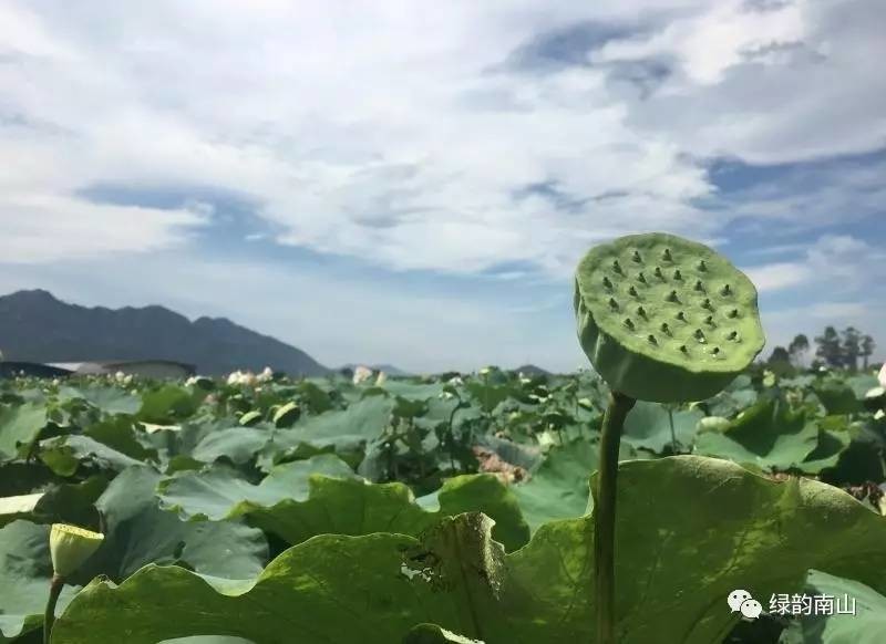 临淄富硒水果采摘活动