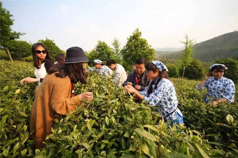 江苏富硒水果苗木销售