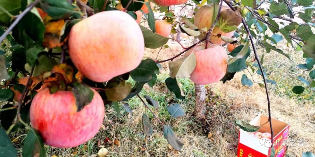 绿色生态富硒水果基地