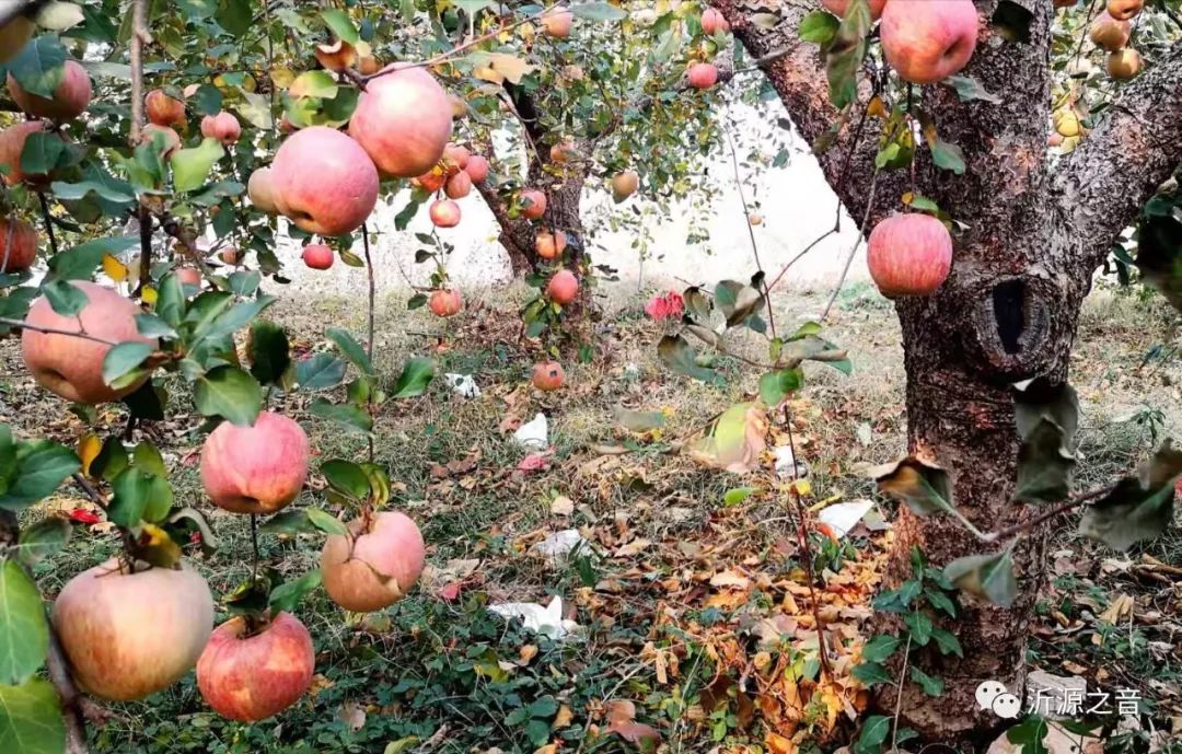 绿色生态富硒水果基地