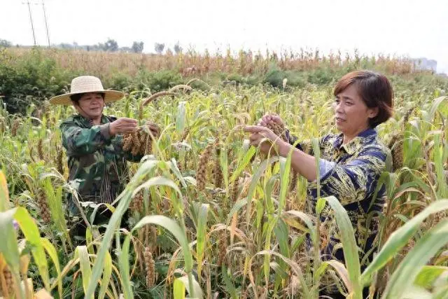 博山富硒水果采摘价格