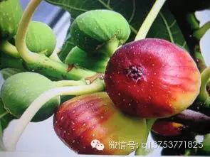 富硒水果无花果的功效