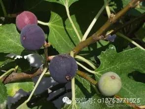 富硒水果无花果的功效