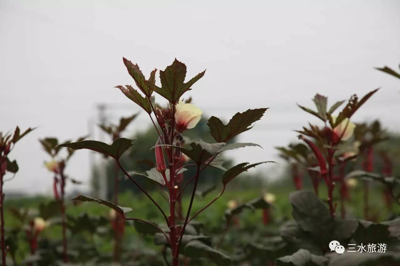 富硒果到底是什么水果