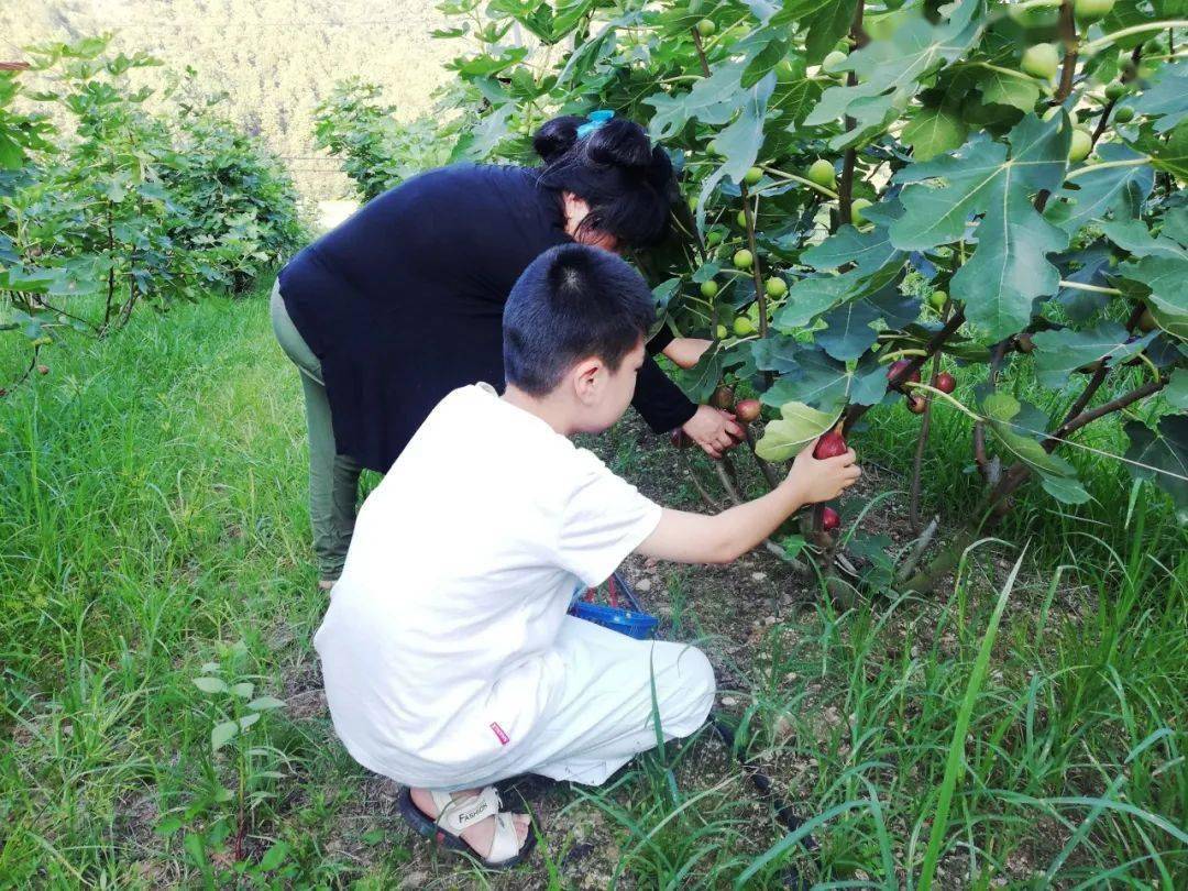 富硒水果无花果的功效