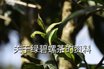 关于绿碧螺茶的资料