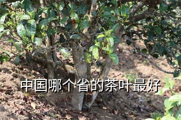 中国哪个省的茶叶最好