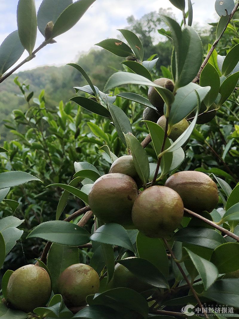 生物纳米硒源产品叫什