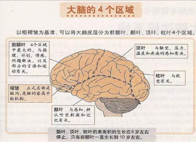 高活性易吸收的硒产品