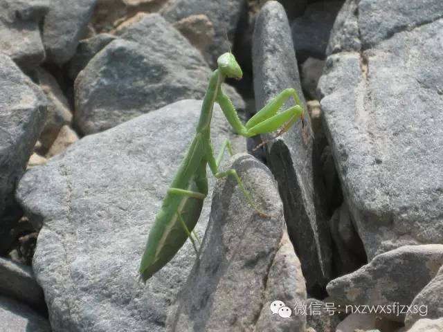 硒砂瓜主要卖什么产品