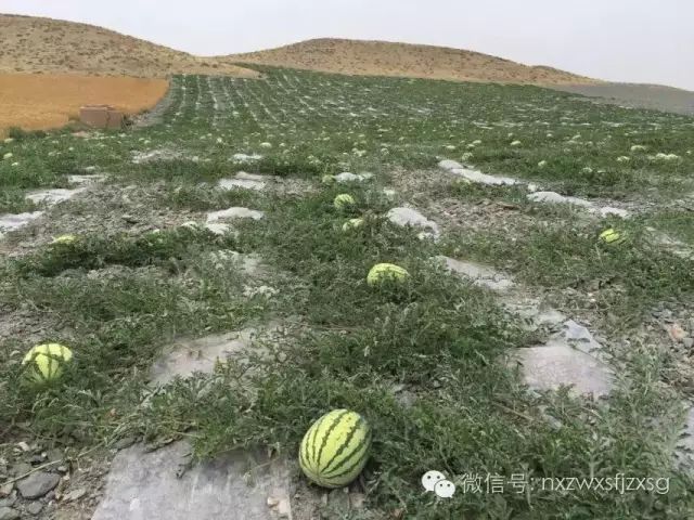 硒砂瓜主要卖什么产品