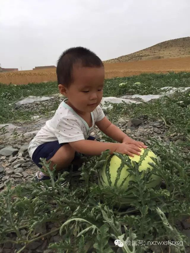 硒砂瓜主要卖什么产品