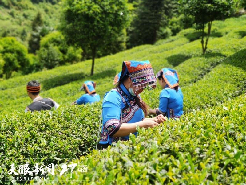 凤冈县锌硒茶产品品牌