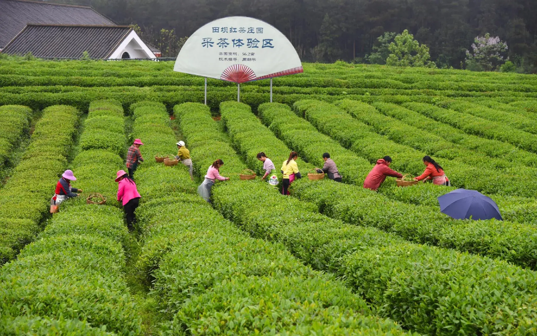 凤冈县锌硒茶产品品牌