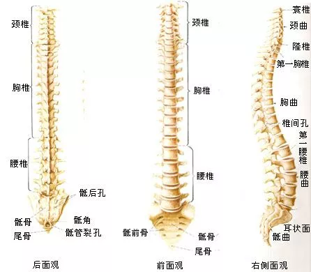 补钙对肩周炎有好处吗