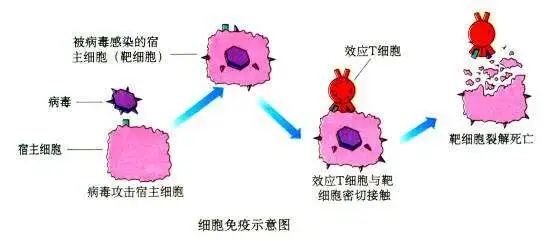 微量元素检测挂什么科