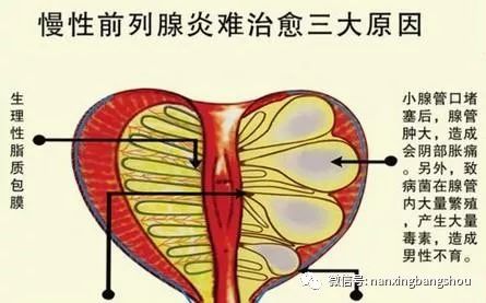 锌硒宝维生素e番茄红素