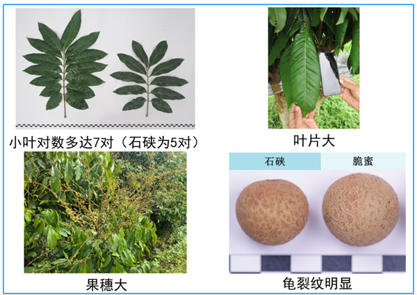 有多少国家立法强制补硒