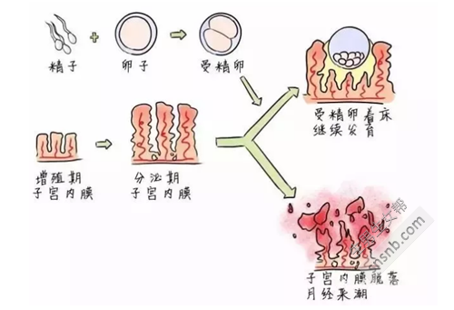 补硒对不孕不育有作用吗