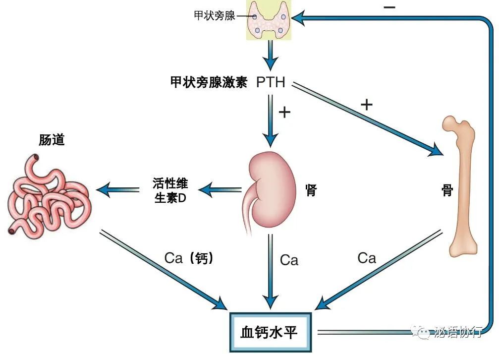 补钙注射哪种效果好