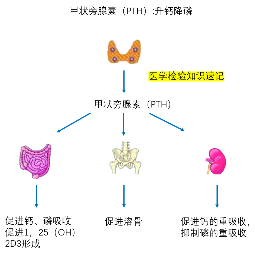 补钙注射哪种效果好