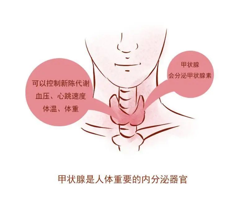 甲状腺患者补硒推荐什么