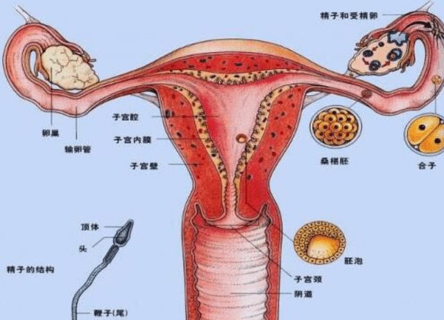 子宫切除需要补硒吗多久