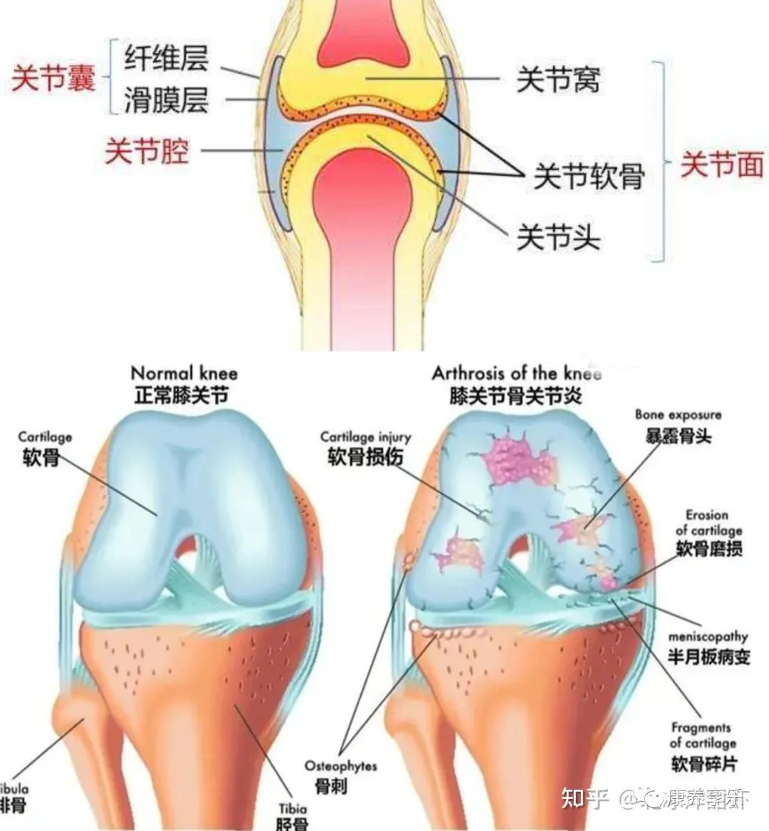 老人补钙哪个牌子好