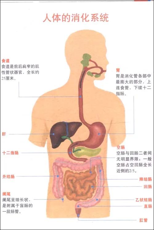 补硒和益生菌的功效区别