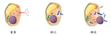 人补硒标准多少克为标准