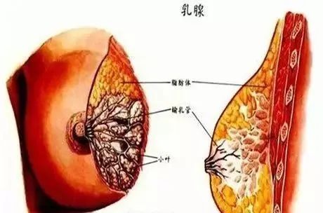 正常的饮食下需要补硒吗