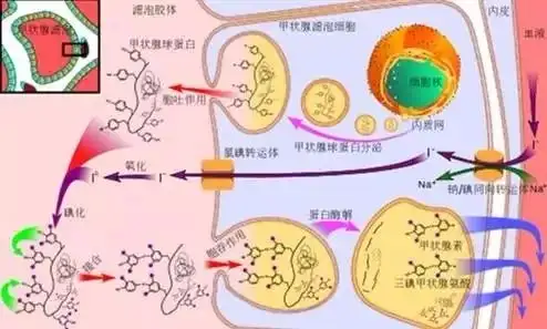 甲亢补硒副作用有哪些呢