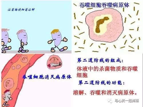 免疫系统亢进可以补硒吗