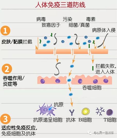 免疫系统亢进可以补硒吗