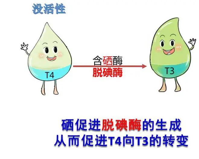 甲状腺疾病患者如何补硒