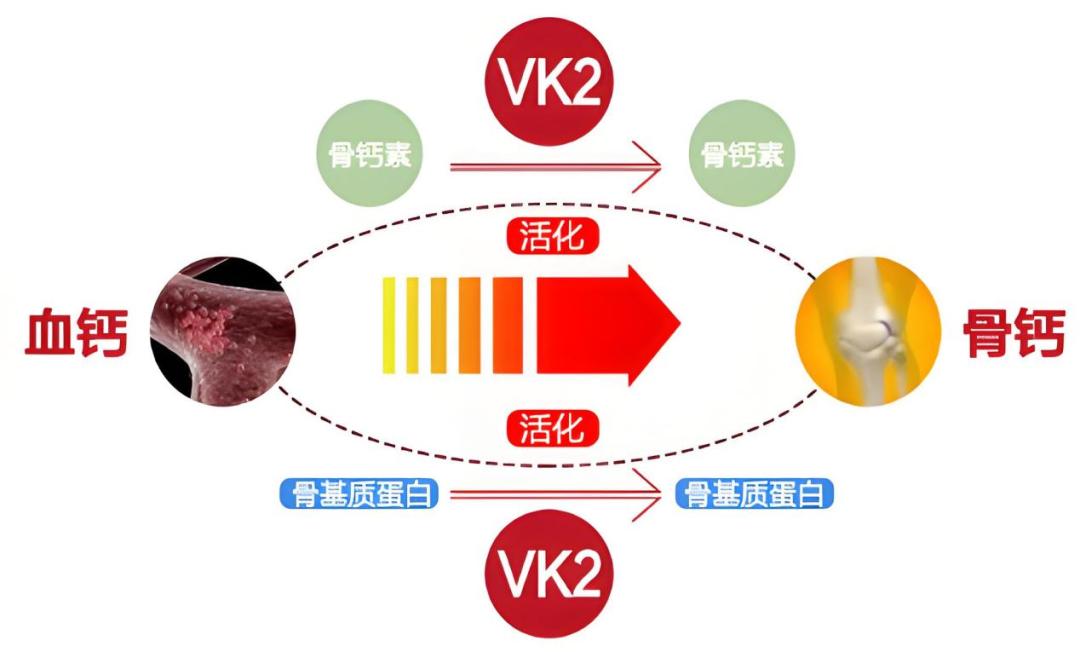 硒元素要补多少钙才好呢