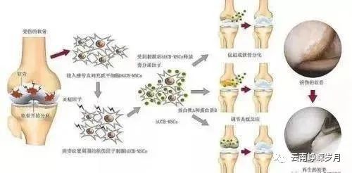 补硒对肾衰竭有哪些好处