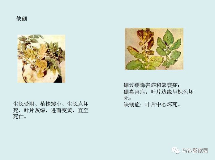 缺锌缺铁缺钙缺硒怎么补