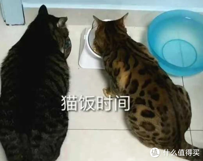 如何选择放心的猫粮？